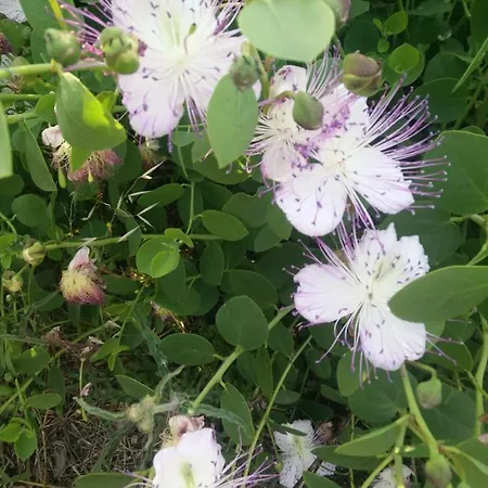Dei Fiori Casa vacanze