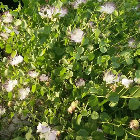 Dei Fiori Casa vacanze